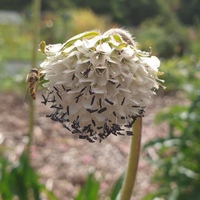 Pterocephalus hookeri CC5864